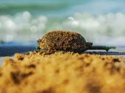 Osmo Innovation Baits Zanęta CsuperL -Wędki spinningowe sklep zaneta csuperl fs